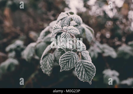 Gros plan du gel sur un terminal blackberry bush vine et de feuilles sur un brouillard froid matin de décembre à Londres, au Royaume-Uni. Banque D'Images