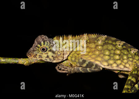 Angle de Bornéo ou Dragon à tête de dragon lizard (Gonocephalus bornensis), zone de conservation de la vallée de Danum, Bornéo, Sabah, Malaisie Banque D'Images