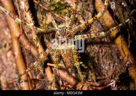 Tronc d'arbre géant Huntsman (Heteropoda boiei), zone de conservation de la vallée de Danum, Bornéo, Sabah, Malaisie Banque D'Images