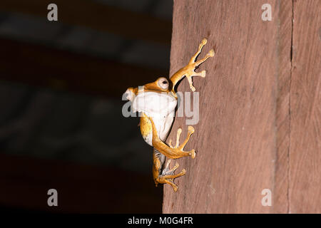 File-hibou grenouille d'arbre (Polypedates otilophus), zone de conservation de la vallée de Danum, Bornéo, Sabah, Malaisie Banque D'Images