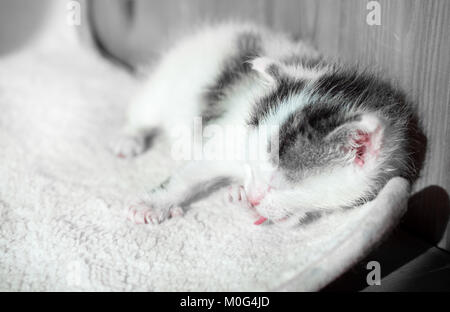 Un mignon petit chaton lécher t paw tapis blanc le dim. Sleepy cute kitty Banque D'Images