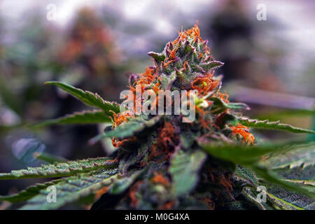 Grand Daddy Purple Cola Banque D'Images