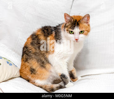 Chat tricolore avec les yeux verts et tache rouge sur le nez assis sur un canapé blanc Banque D'Images