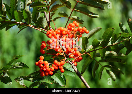 Orange rouge vif-American mountain ash, Sorbus americana, les baies à la fin de l'été avec une feuille verte de fond. Banque D'Images