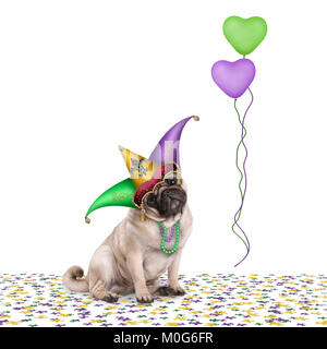 Carnaval Mardi gras mignon chiot pug dog assis sur confetti avec bouffon Arlequin hat et ballons, isolé sur fond blanc Banque D'Images