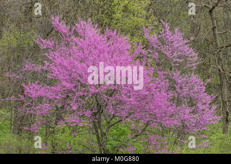 Eastern Redbud arbre en fleur. Banque D'Images