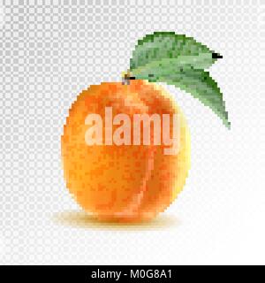 Abricot orange mûre vecteur sur fond transparent. À partir de l'objet vecteur 3D réaliste de collecte de fruits Illustration de Vecteur