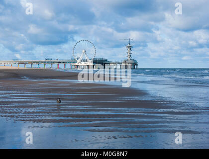 Seagull on an empty beach à marée haute, près de la jetée de Scheveningen, à la station balnéaire de la mer du Nord de Scheveningen, à La Haye (Den Haag), Pays-Bas Banque D'Images