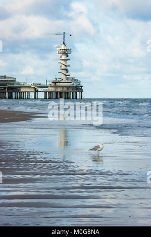 Seagull on an empty beach à marée haute, près de la jetée de Scheveningen, à la station balnéaire de la mer du Nord de Scheveningen, à La Haye (Den Haag), Pays-Bas Banque D'Images