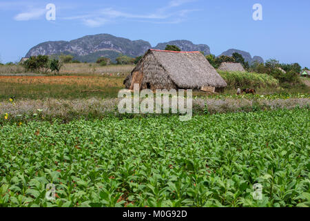 Les champs de tabac dans la vallée de Vinales, Cuba Banque D'Images