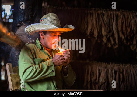 Producteur de tabac dans la vallée de Vinales, Cuba Banque D'Images