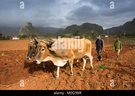 Labourer les champs de tabac dans la vallée de Vinales, Cuba Banque D'Images