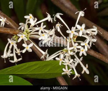 Grappe de fleurs parfumées blanc rare d'arbustes indigènes australiens arborescence / Phaleria clerodendron, daphné parfumé,sur fond sombre Banque D'Images