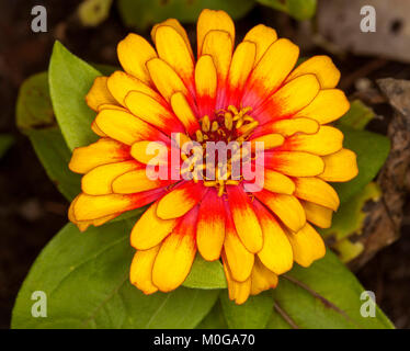 Orange vif et rouge fleur de Zinnia annuelle grandiflora 'Swizzle' rouge et jaune sur fond de feuilles vertes Banque D'Images
