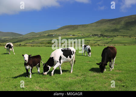 Les vaches qui paissent dans les pâturages gree, comté de Cork, Irlande Banque D'Images