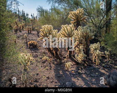 Tortue à white cluster cactus Opuntia Banque D'Images