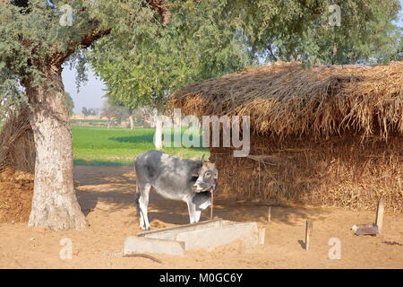 Une vache en face d'une ferme en refuge (avec foin) dans la campagne de Nawalgarh, Shekhawati, Rajasthan, Inde Banque D'Images