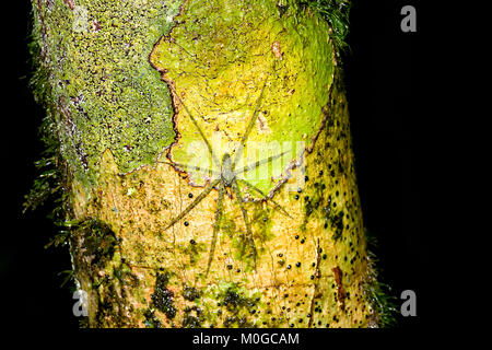 Huntsman (Pandercetes Lichen sp.) sur un tronc d'arbre dans la forêt tropicale primaire, Danum Valley Conservation Area, Bornéo, Sabah, Malaisie Banque D'Images