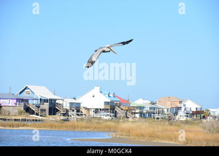 Un Pélican volant à Dauphin Island en Amérique Banque D'Images