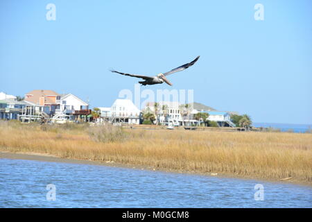 Un Pélican volant à Dauphin Island en Amérique Banque D'Images