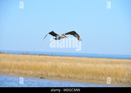 Un Pélican volant à Dauphin Island en Amérique Banque D'Images