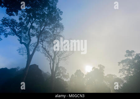 Misty le lever du soleil sur la forêt primaire, Danum Valley Conservation Area, Bornéo, Sabah, Malaisie Banque D'Images