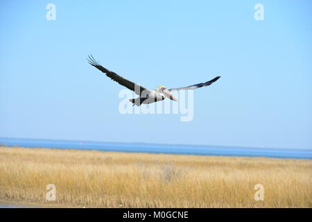 Un Pélican volant à Dauphin Island en Amérique Banque D'Images