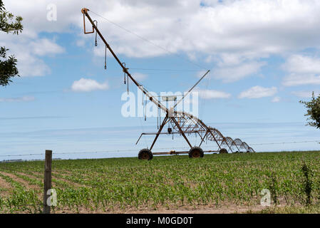 Blanco George Western Cape Afrique du Sud. Décembre 2017. Gicleurs d'irrigation l'arrosage des cultures sur une ferme dans la région de Blanco. Banque D'Images