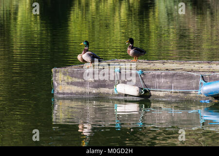 Les canards colverts (Anas platyrhynchos) sur une jetée dans le lac de Shearwater, Wiltshire Banque D'Images