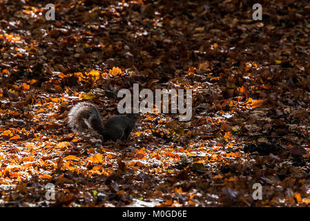 Un écureuil gris (Sciurus carolinensis) assis dans la lumière du soleil pommelé de feuilles mortes Banque D'Images