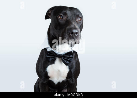 Un américain Pitbull Terrier portant un collier noeud papillon dans un fond gris à la lumière (vers la droite). Banque D'Images