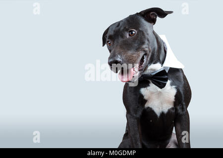 Un américain Pitbull Terrier portant un nœud Papillon collier dans le ligth fond gris à côté. Banque D'Images