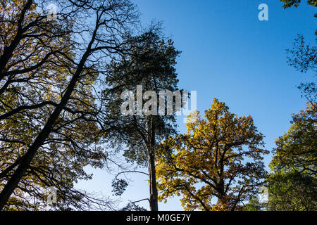 La cime des arbres à l'automne contre un ciel bleu Banque D'Images