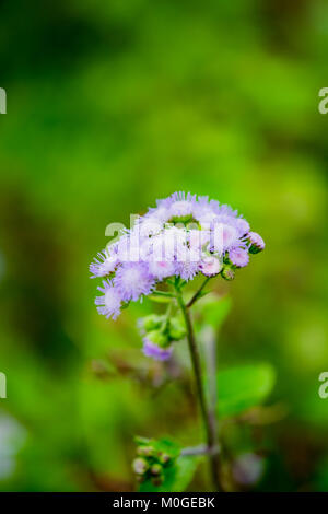 Billy Goat Weed ou Ageratum conyzoides en blanc avec un fond vert, selective focus. Banque D'Images