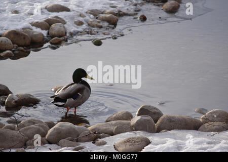 Canards colverts (Anas platyrhynchos) sur les rochers et dans l'eau glacée, Inglawood Bird Sanctuary, Calgary (Alberta). Banque D'Images