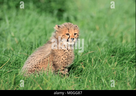 Le guépard, cub / (Acinonyx jubatus) | Jungtier, Guépard (Acinonyx jubatus) / Banque D'Images