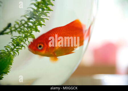 Poisson rouge dans un grand bol en verre Banque D'Images