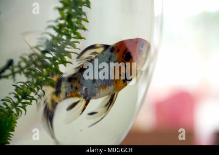 Poisson rouge dans un grand bol en verre Banque D'Images