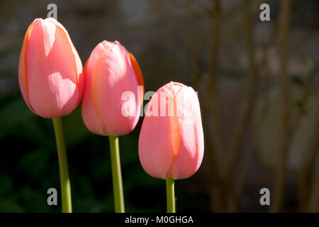 Trois tulipes roses en plein soleil Banque D'Images