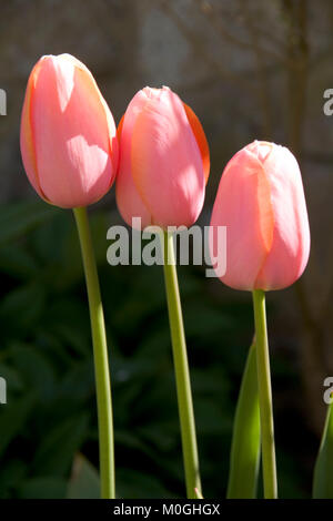 Trois tulipes roses en plein soleil Banque D'Images