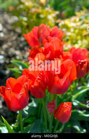 Un bouquet de tulipes rouges Banque D'Images