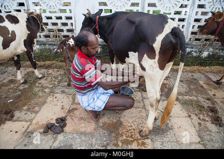 L'Inde, le Tamil Nadu, Chidambaram, fermier qui trait une vache à la main. Banque D'Images