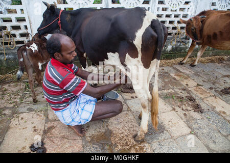 L'Inde, le Tamil Nadu, Chidambaram, fermier qui trait une vache à la main. Banque D'Images