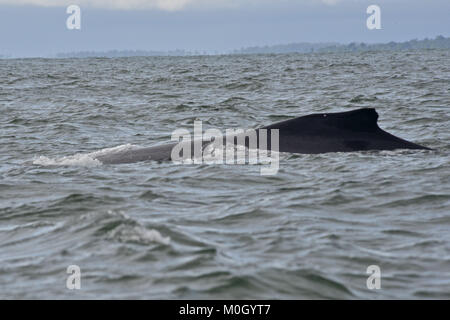 La Vallée du Cauca, en Colombie. 18 juillet, 2017. De juillet à octobre, des centaines de baleines à bosse se rassemblent dans les eaux chaudes près de BahÃ-a Malaga, côte du Pacifique colombien Crédit : Hhh/ZUMA/Alamy Fil Live News Banque D'Images