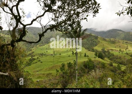 Salento, Quindio, la Colombie. 3e oct, 2016. Cire d'imposants palmiers, l'arbre national de la Colombie. Vallée Cococa, Quindio, la Colombie. Credit : Crédit : /ZUMA Wire/Alamy Live News Banque D'Images