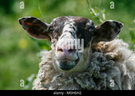 Mouton noir et blanc avec des tags dans l'oreille Banque D'Images