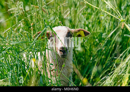 Les jeunes à la recherche d'agneau curieux par de l'herbe Banque D'Images