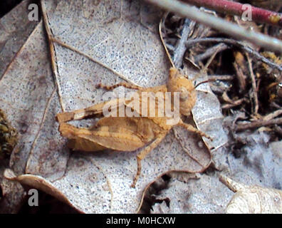 Cette image capture la scène de Brençk le 9 mars 2016. La photographie dépeint l'environnement et les gens lors d'un événement ou d'un rassemblement important. Banque D'Images
