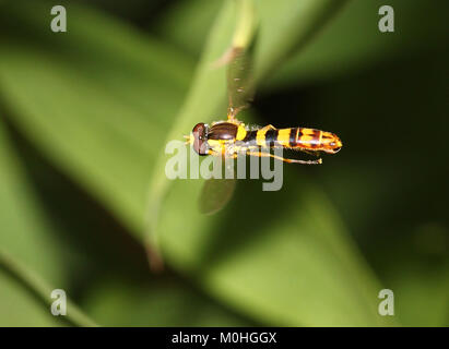 Long européen Hoverfly (Sphaerophoria scripta) en vol stationnaire. Banque D'Images