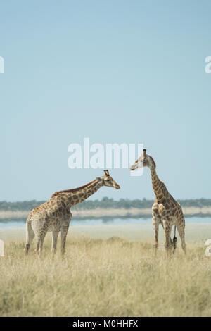 Paire de girafe se regarder, debout dans l'herbe longue Banque D'Images